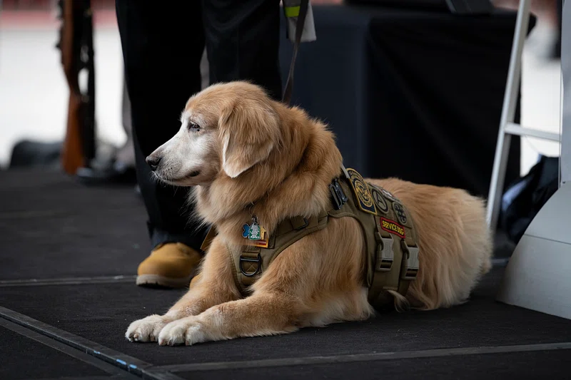 Best airlines for service dog