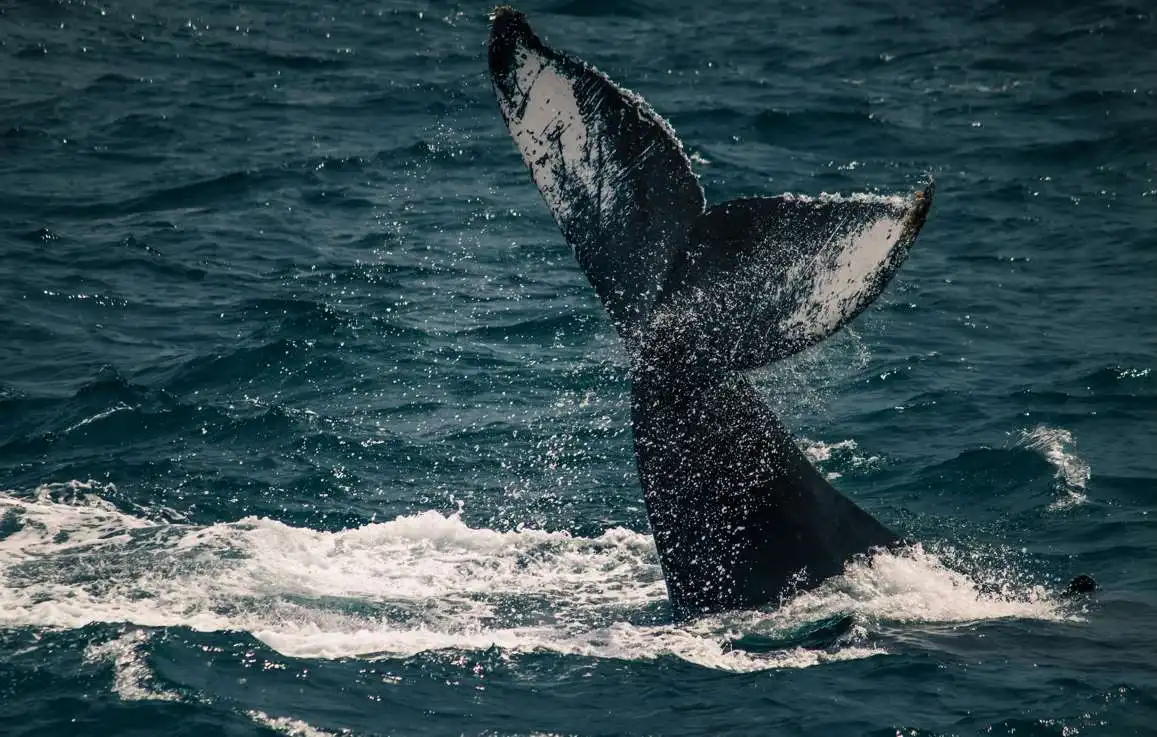 Whale Watching in cabo